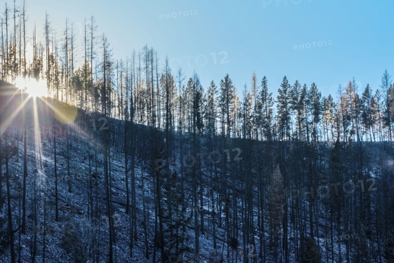 Trees growing in snowy forest