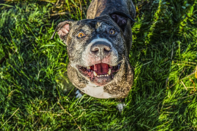 High angle view of dog standing in grass