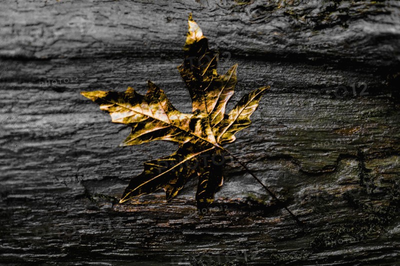 Close up of gold leaf on wet wooden log