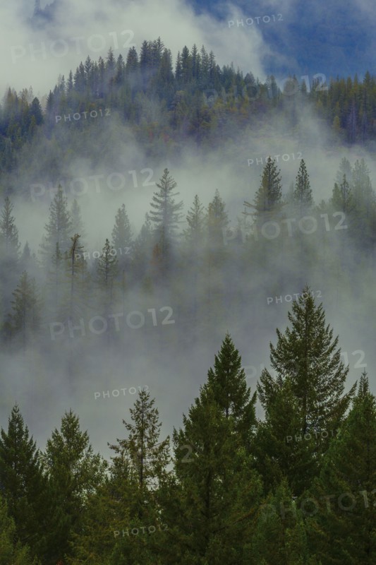 Fog over forest treetops on remote hillside