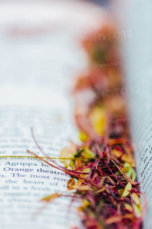 Close up of leaf debris on open book pages