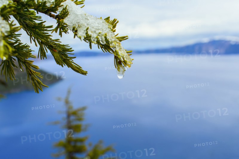 Close up of melting snow on tree branch over Crater Lake