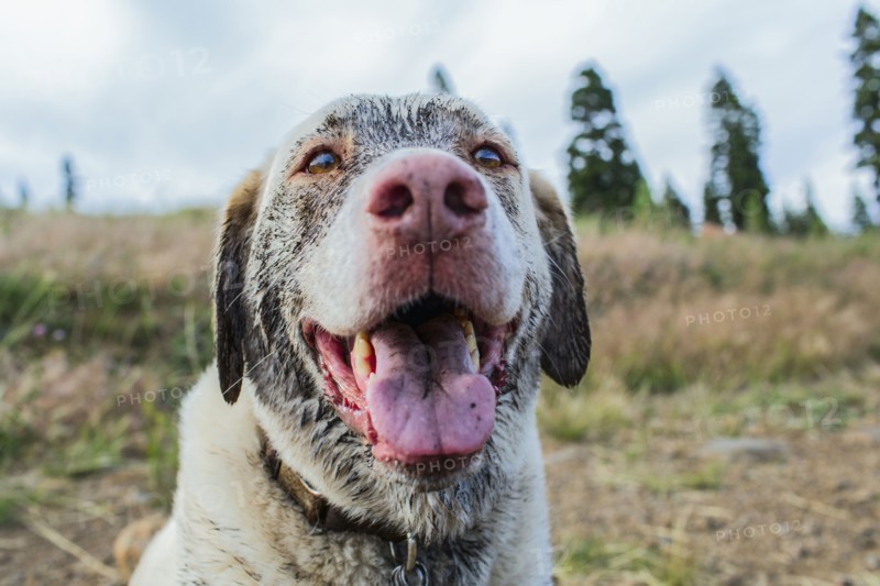 Close up of panting dog sitting in field