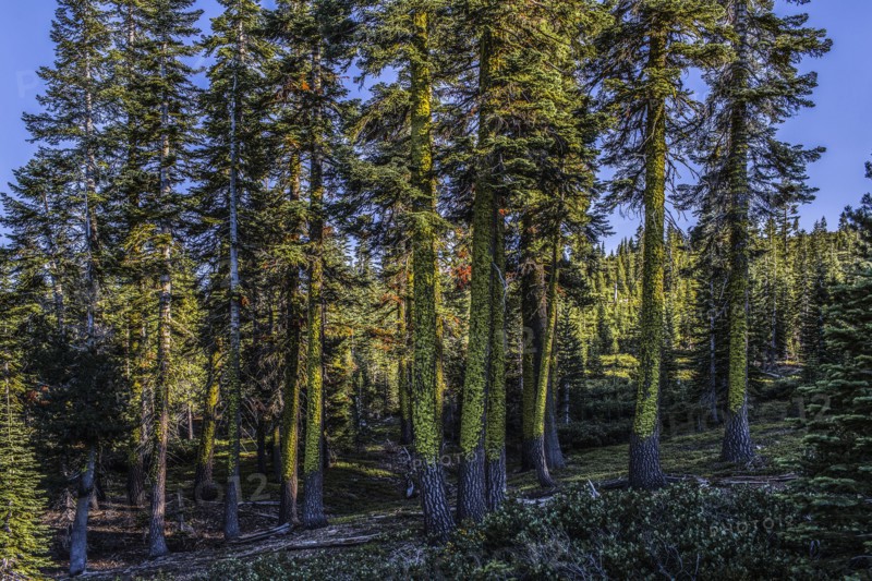Trees with moss in remote forest