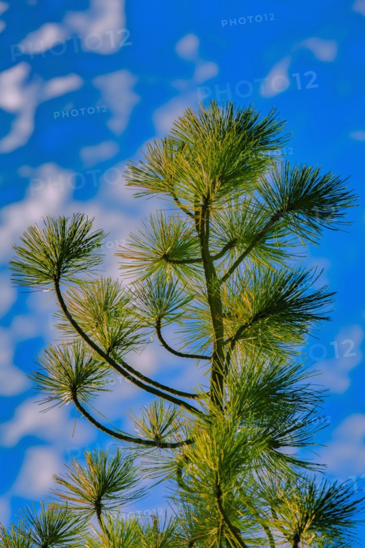 Low angle view of tree under blue sky
