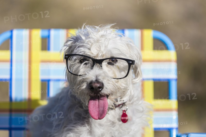 Dog wear eyeglasses in lawn chair