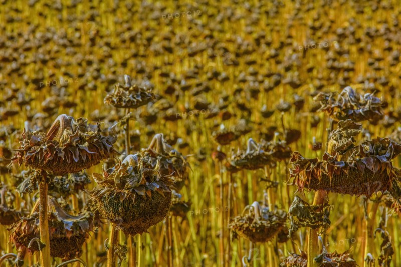 Sunflowers wilting in rural field