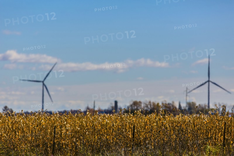 Wind turbines in rural field