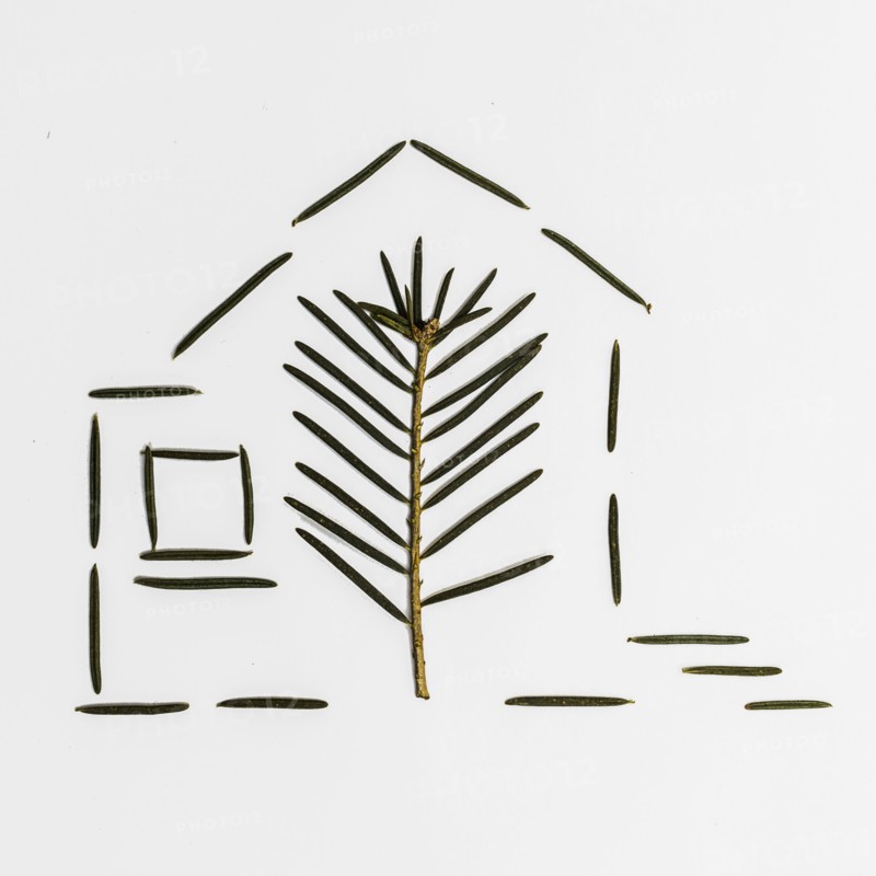 Pine needle and leaf in house shape