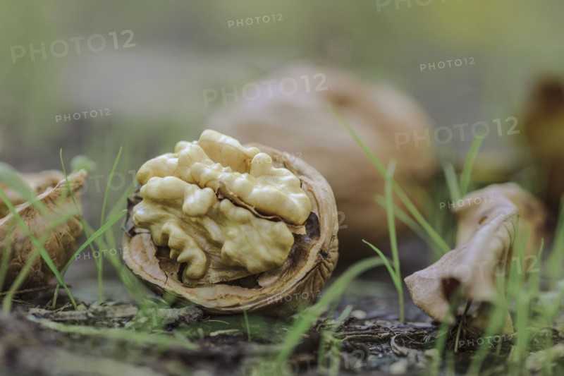 Walnut on ground
