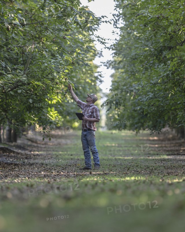 Caucasian man holding digital tablet checking walnuts in orchard