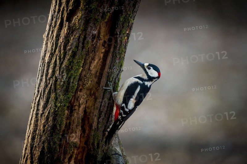 Woodpecker on tree