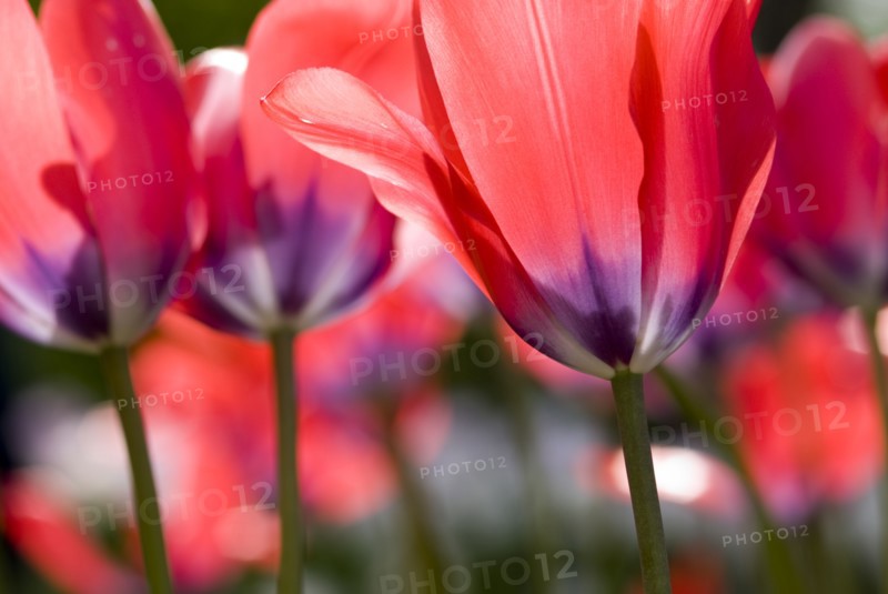 Close up of red tulips