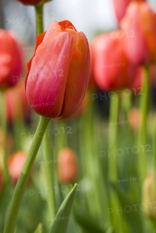 Close up of orange tulips