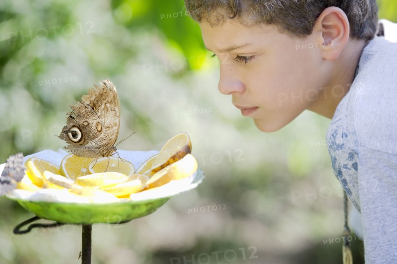 Hispanic boy admiring butterfly on lemon slices
