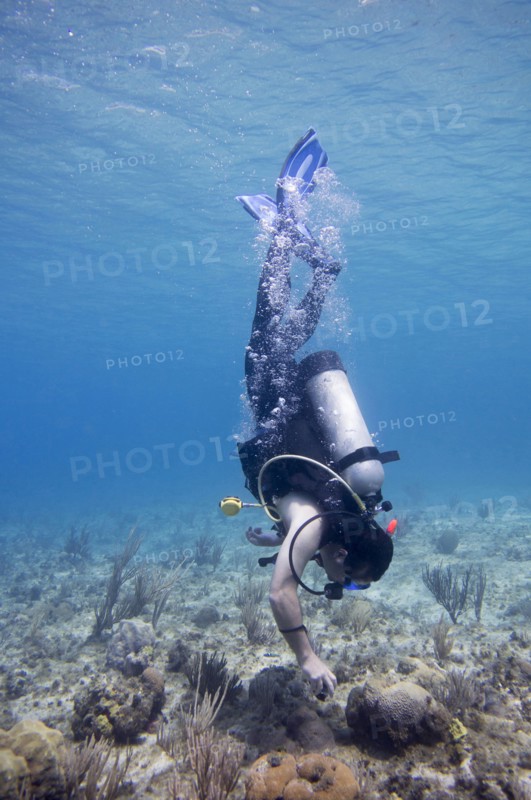 Hispanic diver examining coral underwater