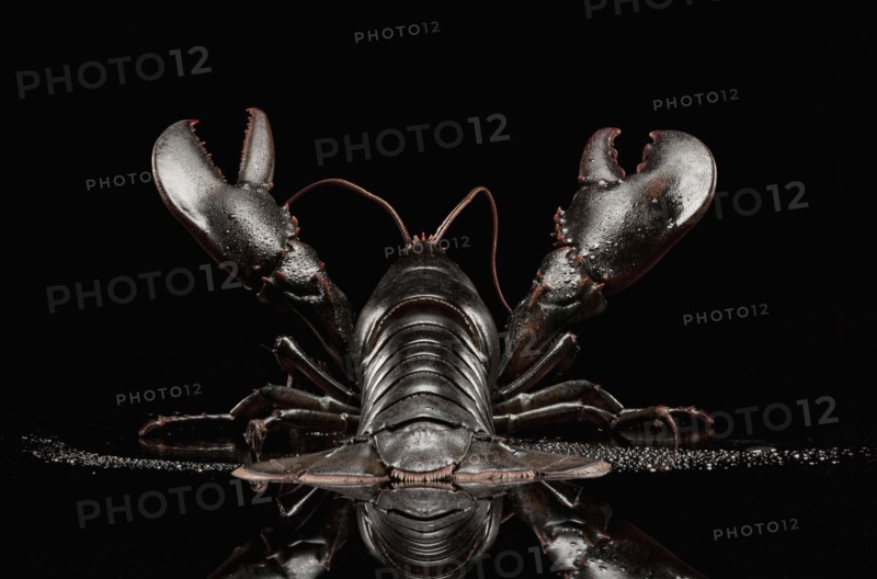 Close up of black lobster