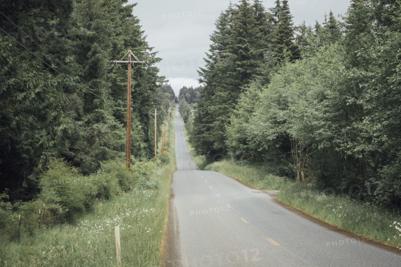 Empty tree-lined road
