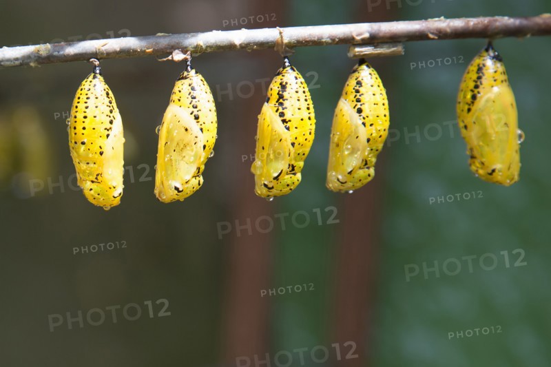 Close up of butterfly chrysalis hanging from branch