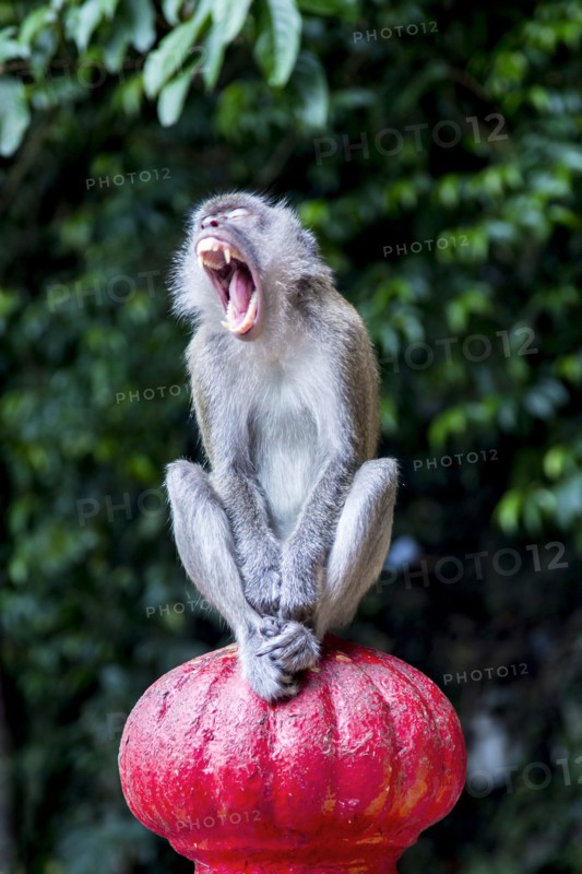 Monkey yawning on banister outdoors