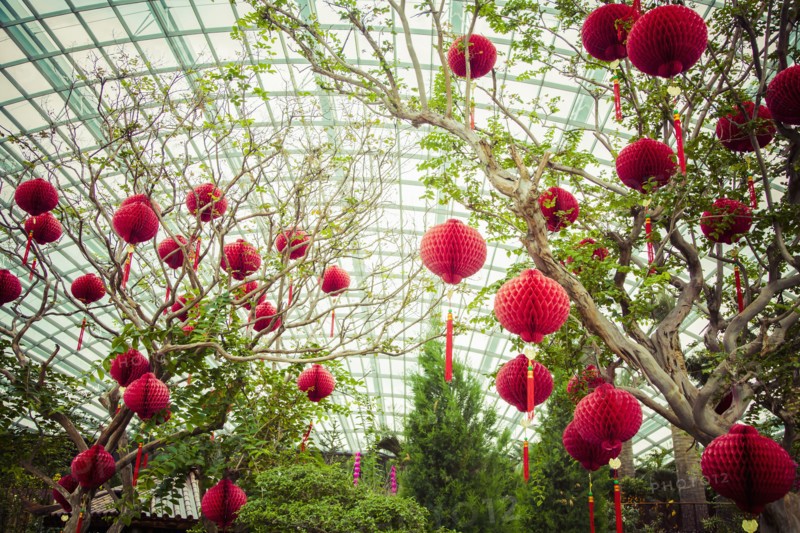 Lanterns hanging from trees in greenhouse