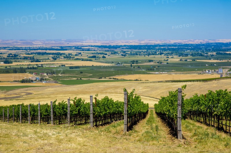 Vineyard on hillside overlooking rural landscape