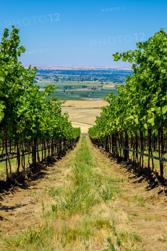 Vineyard on hillside overlooking rural landscape