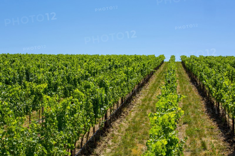 Vineyard on hillside under blue sky