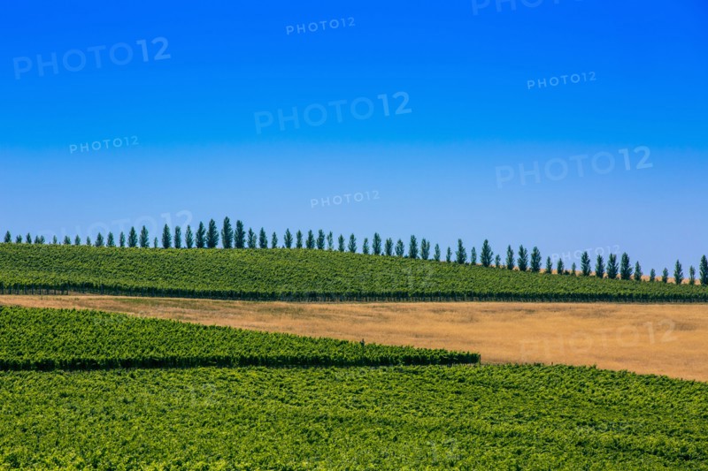 Trees and crop fields in rural landscape
