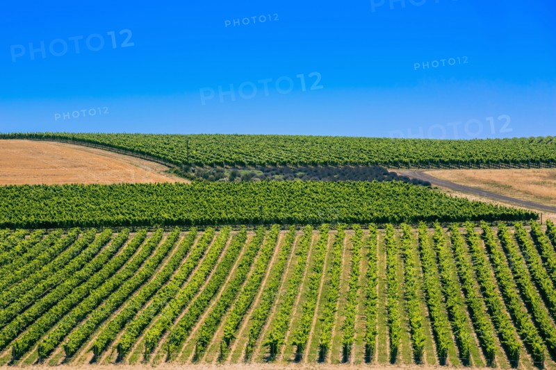 Crop fields in rural landscape