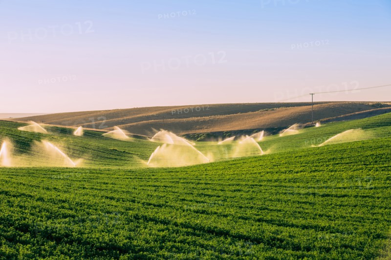 Illuminated sprinklers watering crop field