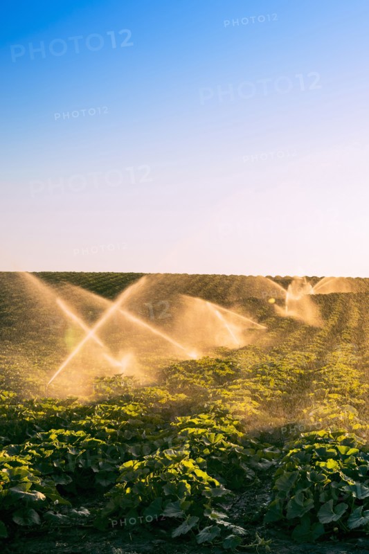 Illuminated sprinklers watering crop field