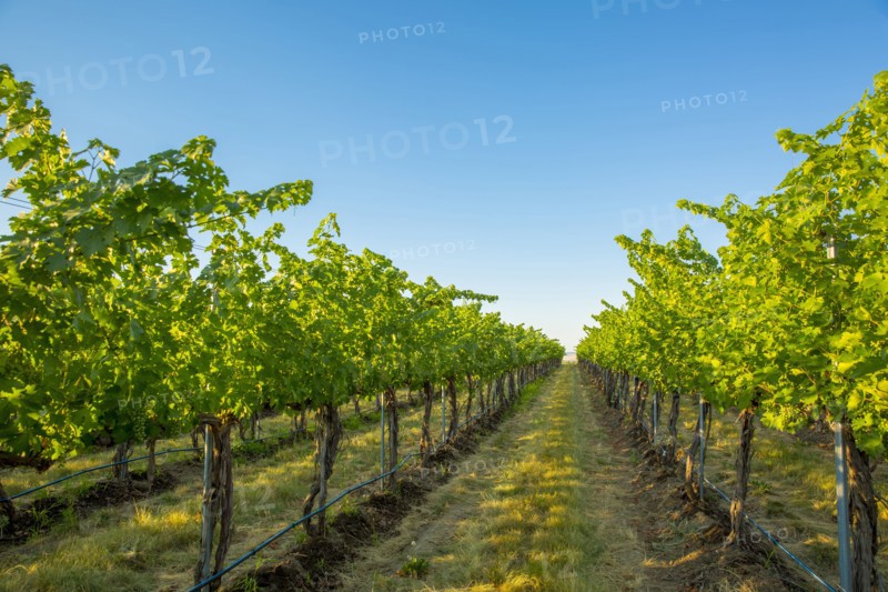 Vineyard on hillside under blue sky