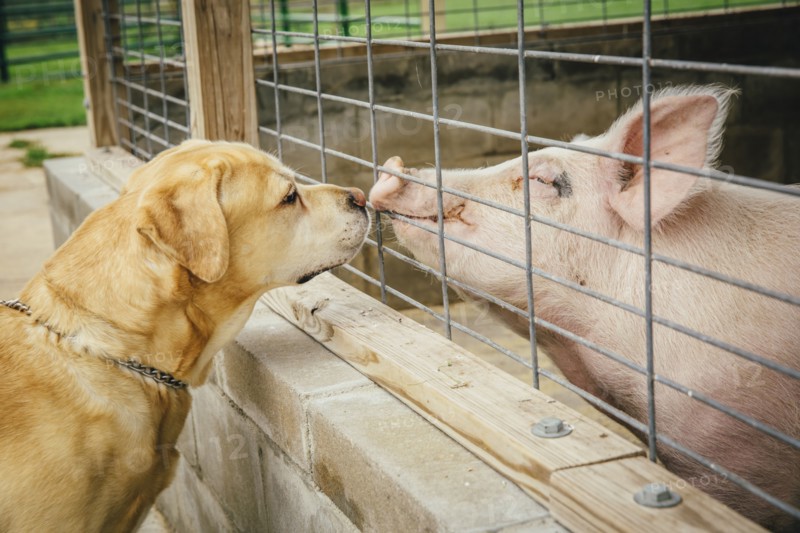 Dog and pig sniffing each other through fence