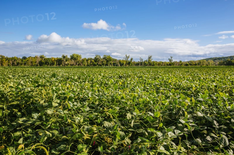 Crops growing in rural field under blue sky