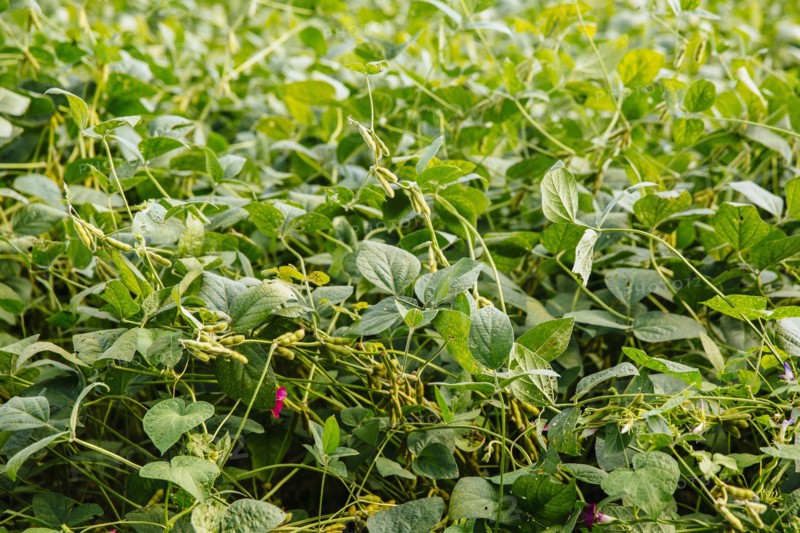 Close up of plants growing in field