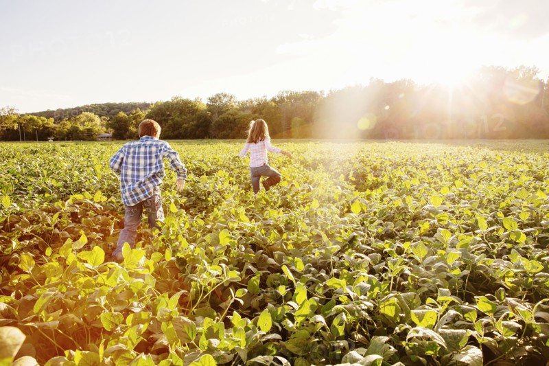 Caucasian children walking in crop field on farm