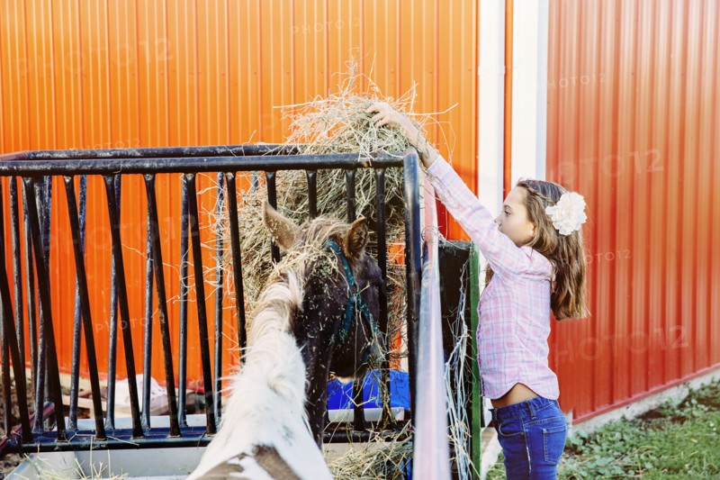 Caucasian girl feeding livestock on farm