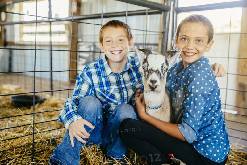 Caucasian brother and sister petting goat in barn