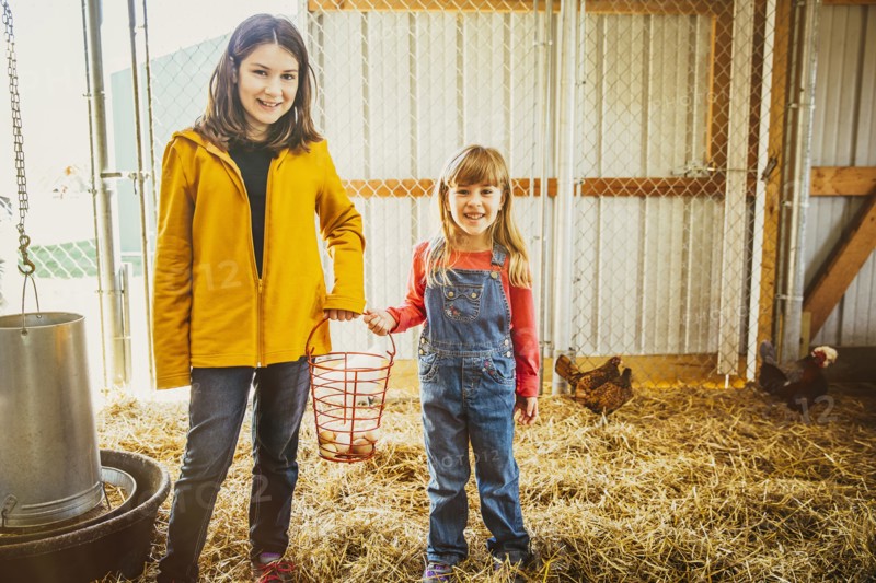 Caucasian sisters collecting chicken eggs in barn