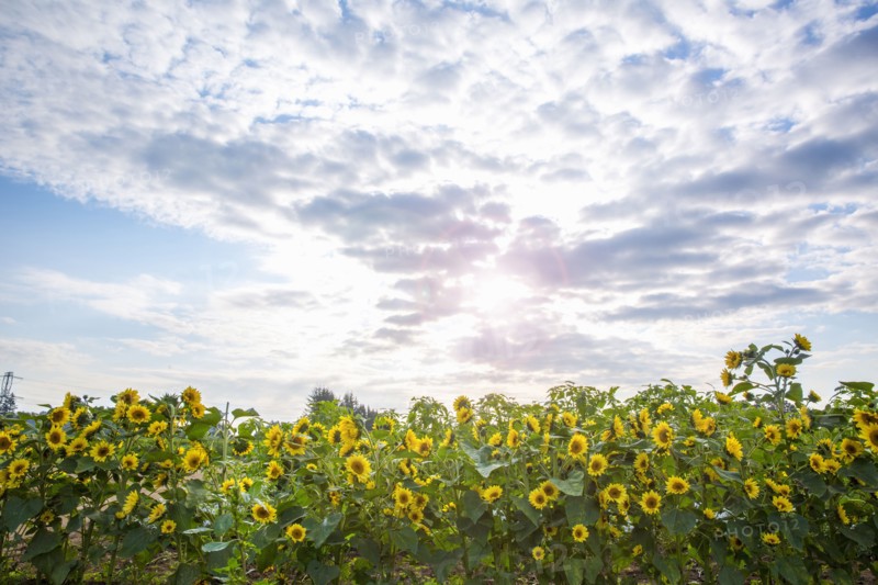 Sunflowers growing in field under clouds