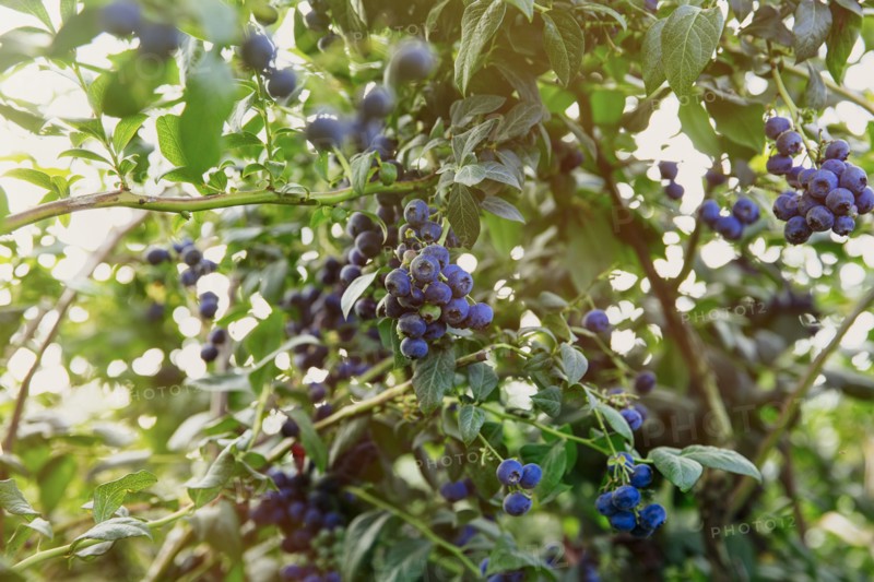 Close up of blueberries growing