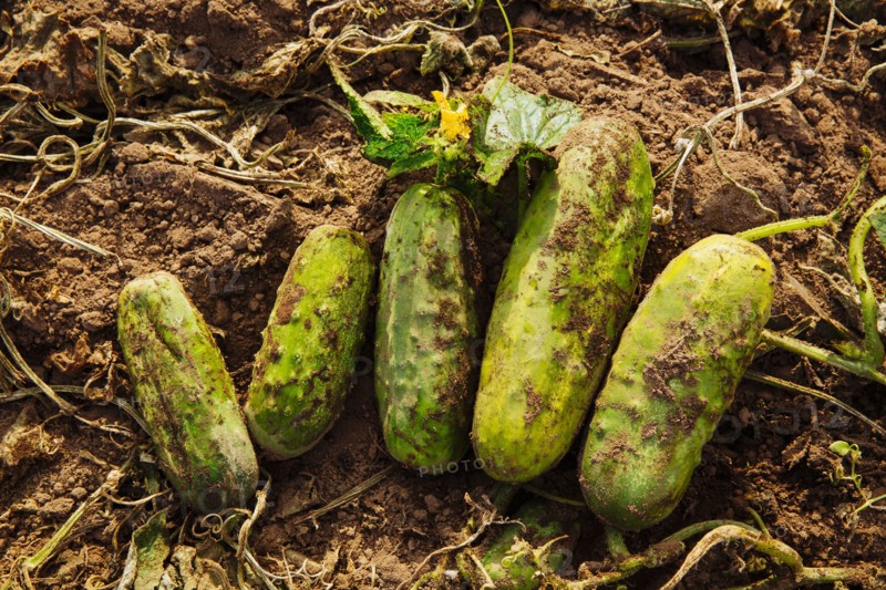 Close up of harvested cucumbers in dirt