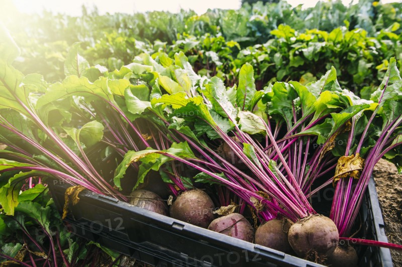 Close up of fresh beets in crate in farm field