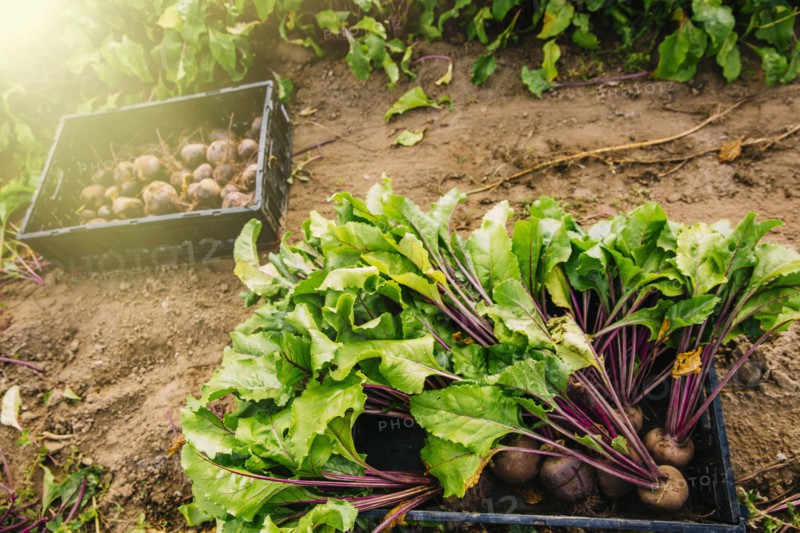 Close up of fresh beets in crate in farm field