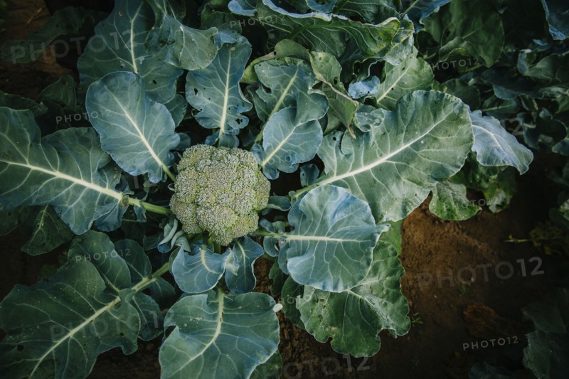 Close up of broccoli growing in garden