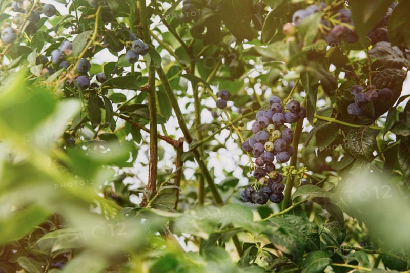 Close up of blueberries growing