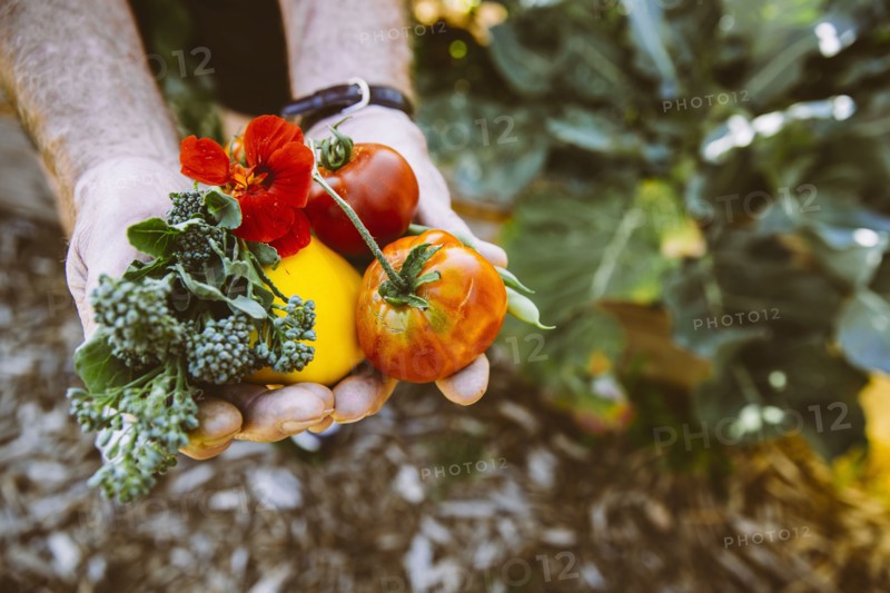 Close up of hands holding fresh produce in garden