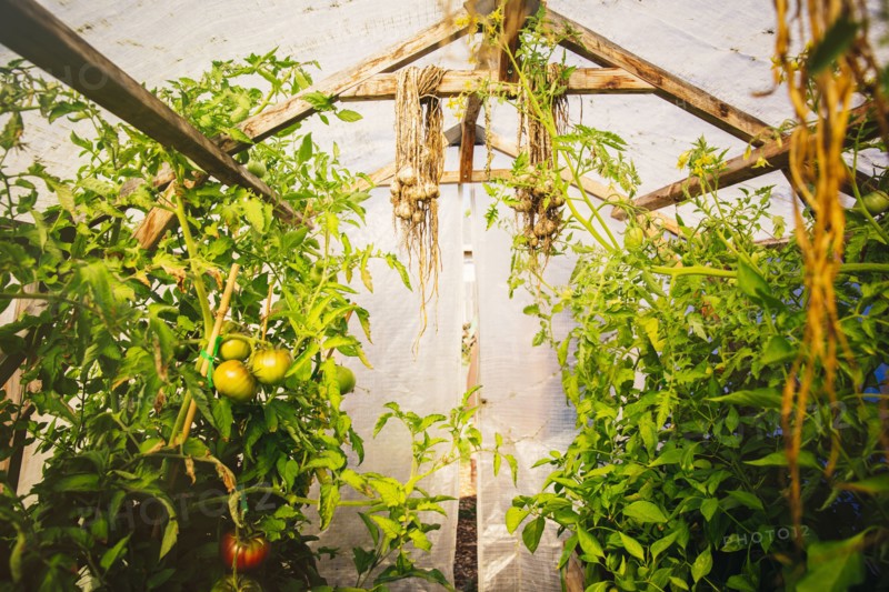 Tomatoes growing in greenhouse