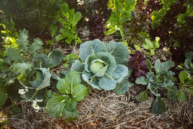 Close up of greens growing in garden